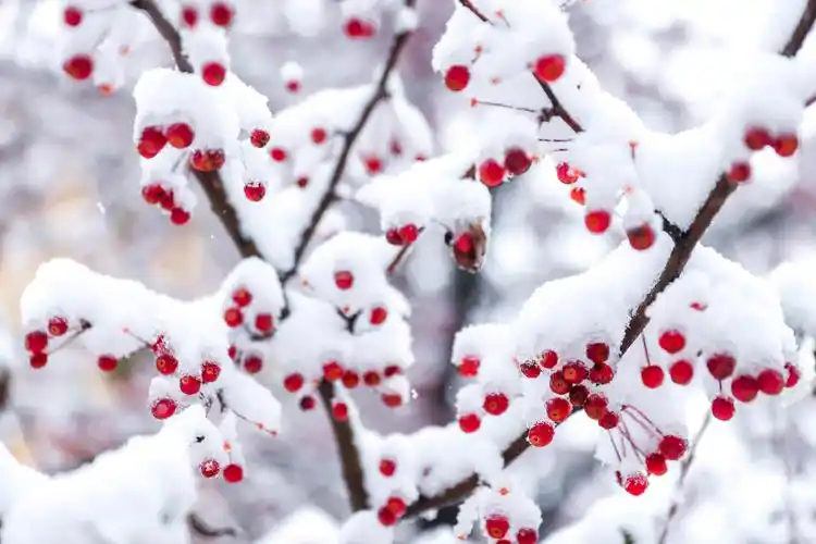 今日大雪片片雪花飘愿您温暖围绕