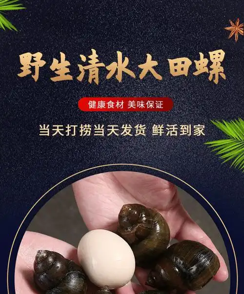 现捞现发湖北淡水田螺新鲜田螺活体中华园田螺大中号规格供应田螺大号