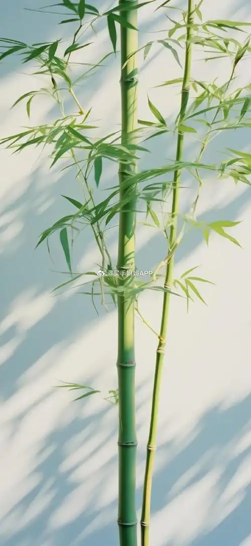 取图编号4923  绿意盎然养眼竹子壁纸  #手机壁纸无水印壁纸高清壁纸