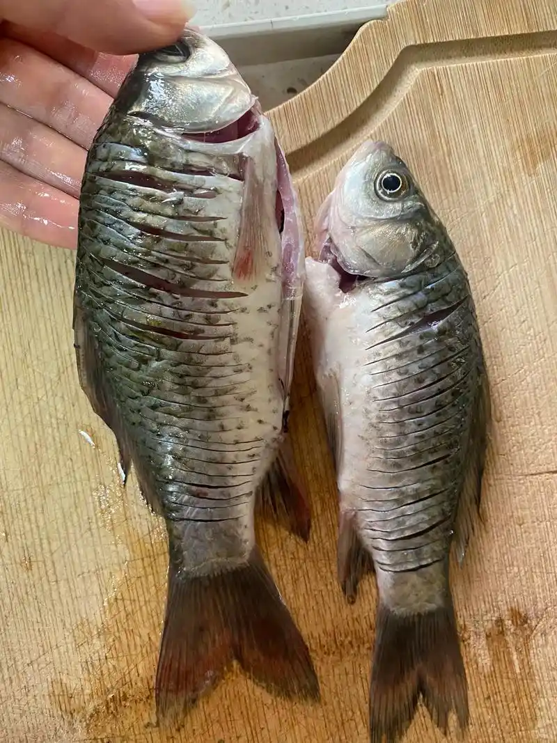 小鲫鱼这么改刀吃起来就不会卡鱼刺了,不信,你们试试,改刀改的