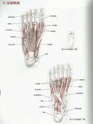 图二足底浅层,中层二,足底部浅层,中层,深层及足背部的肌肉分布图一一