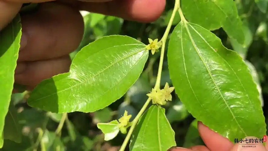 农村枣树的叶子还有大作用,用途广价值高,来了解下它厉害到哪里