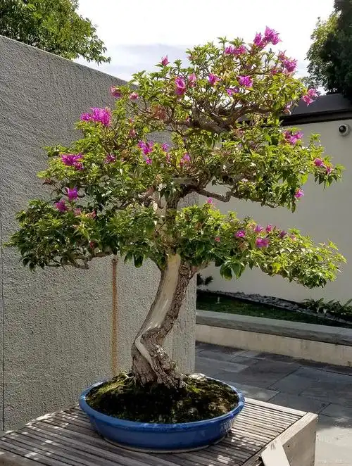 三角梅老桩大家都喜欢吧?那么它该如何养护呢?