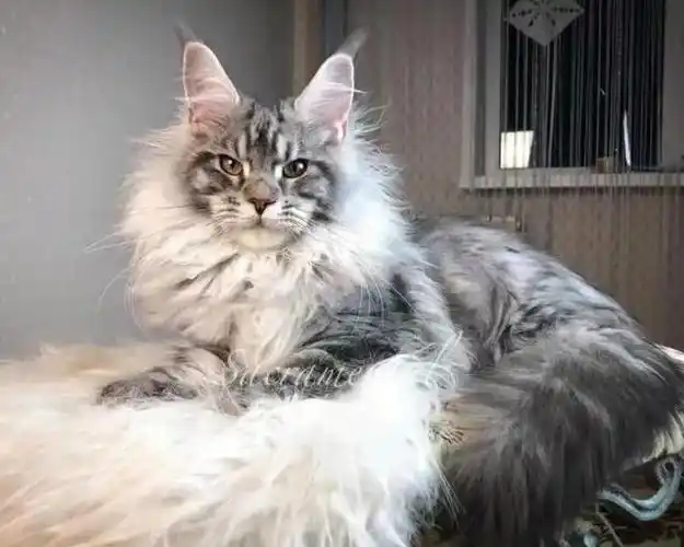 猫咪是非常可爱的宠物,在选择时可以根据自己的星座特点来选一款最