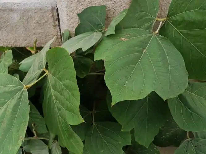 农村山上的野生葛根,正是采挖的季节,加工成粉100多元一斤__财经头条