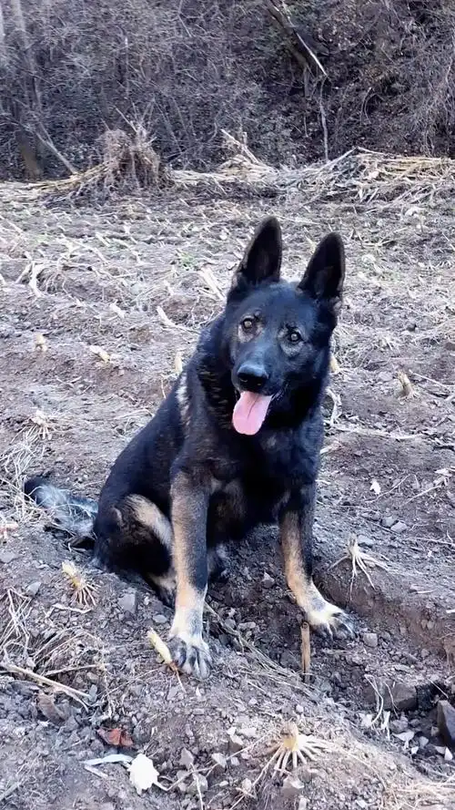 东德牧羊犬#狼灰色的魅力.-度小视