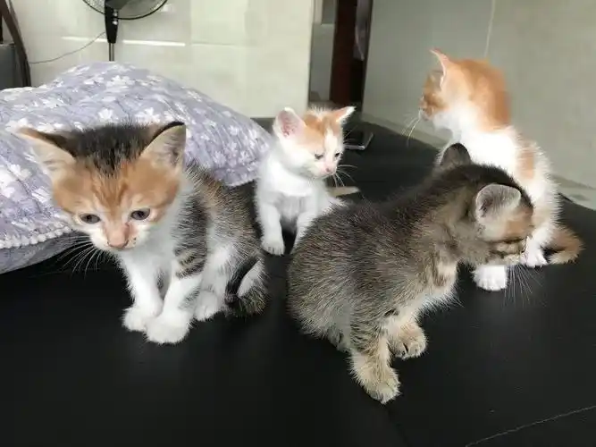 小猫咪找有爱心的主人领养,自家猫生的,两个月大了,会吃点.