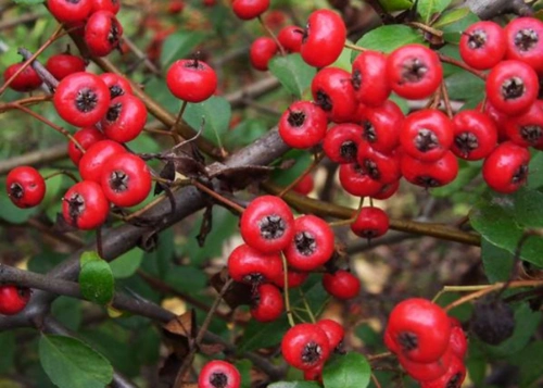 红果树,是一种既能观花又能赏果的极好树种,常年翡翠碧绿