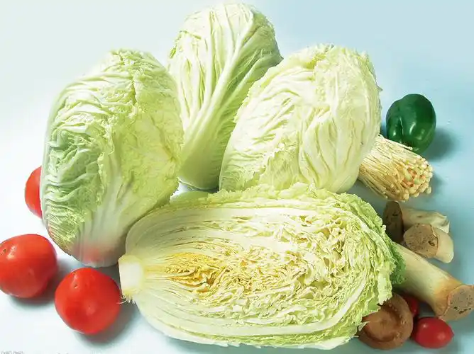 2015 fresh chinese cabbage, long cabbage