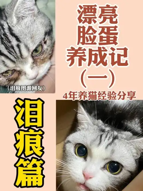 小猫咪的漂亮脸蛋——去泪痕!去医院排查是否为疱疹病毒感染1.