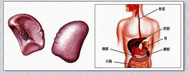 保健             脾是人体重要的器官,也是人体容易发生疾病的部位