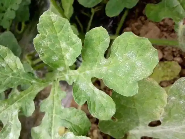 西瓜病害高清图谱大分享!你还怕什么