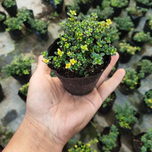 百里香盆栽苗百里香叶可食用西餐香料室外露天庭院植物做牛排相伴