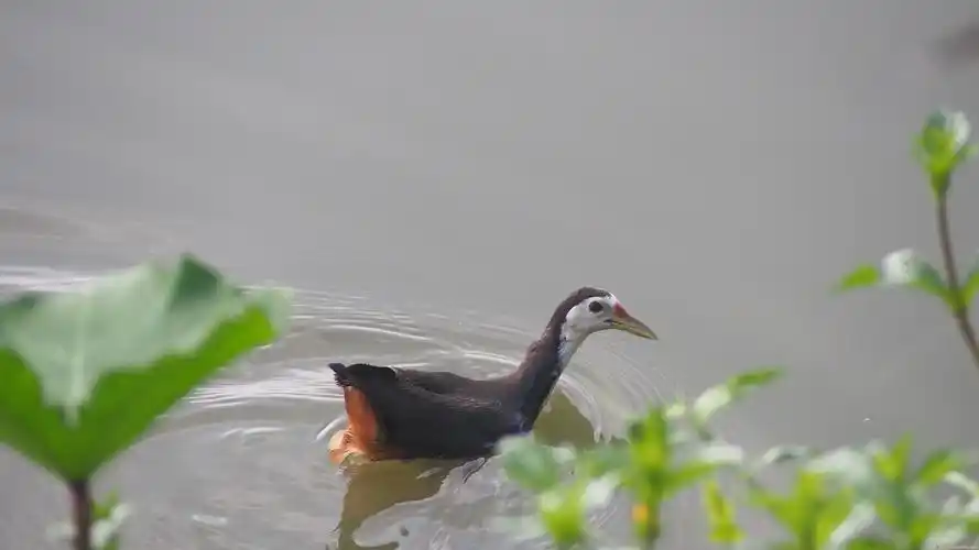 桂畔湖发现小野鸭