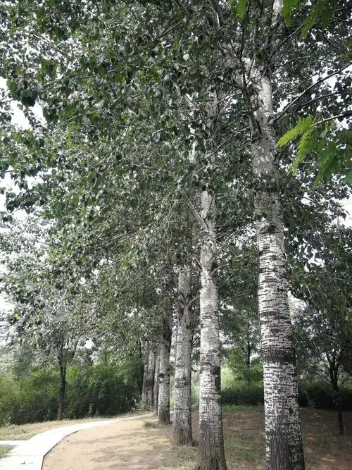 挺拔白杨,枝叶婆娑.秋日正艳阳,秋风亦和畅.