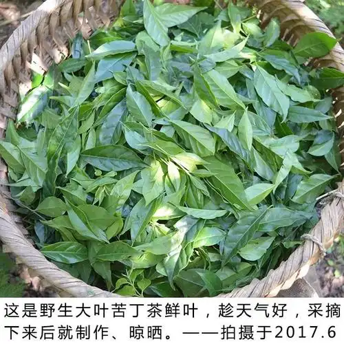 凯史甘斯贵州特产余庆小叶苦丁茶野生简散装茶50g500克新茶小叶茶250