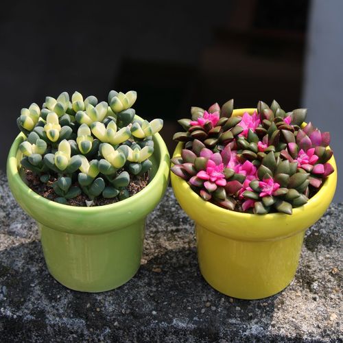 金玉满堂吉祥如意盆栽多肉植物室内摆放绿植花卉好养高档次防辐射