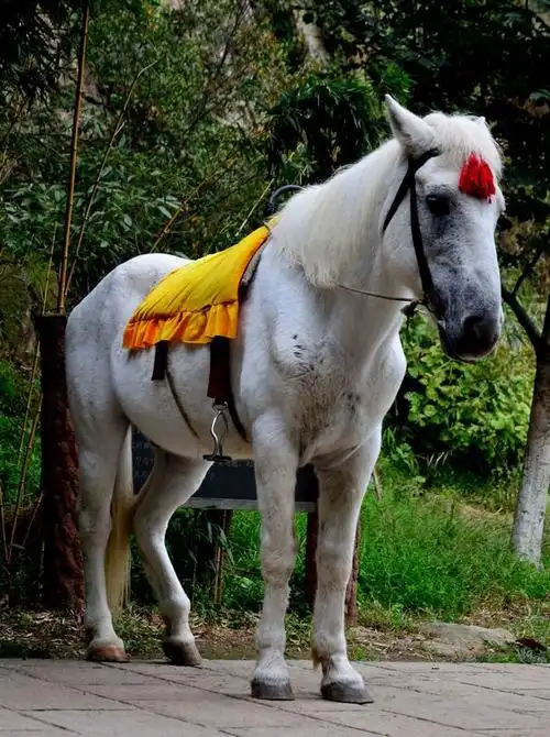 白龙马·连云港花果山水帘洞拍摄-新手图集-光影中国网-36.01ny.cn -