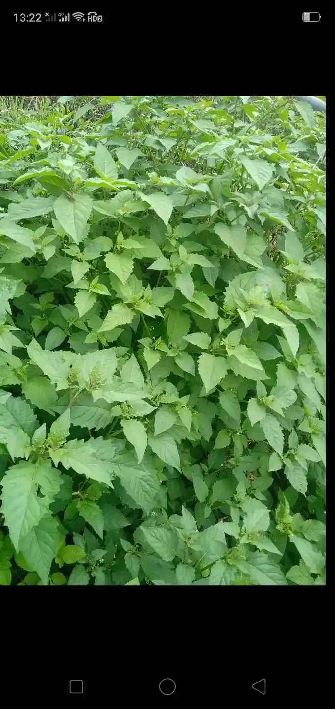 春天又是吃野菜的季节,白花菜,味道很鲜苦,想吃你就来 - 抖音