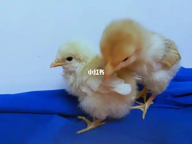 小鸡可爱的第十三天