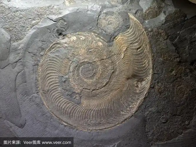 岩石中的鹦鹉螺化石