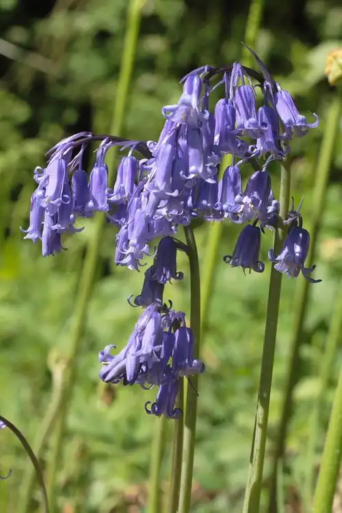 bluebell - 9562
