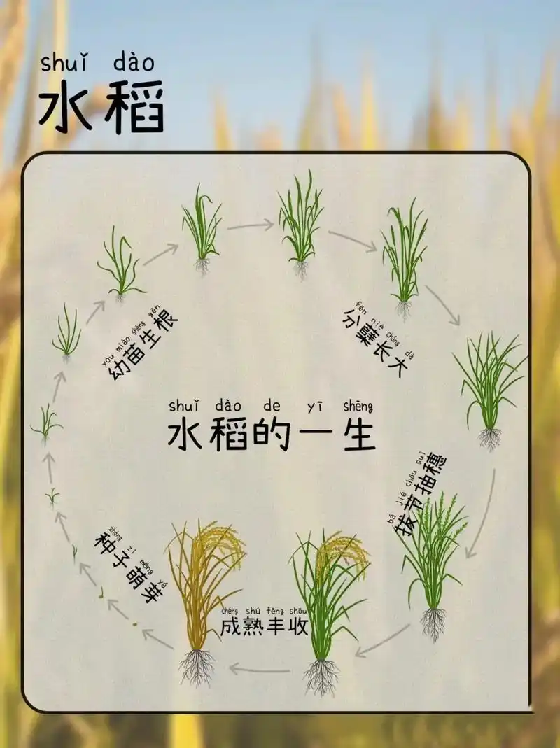 给孩子们的水稻生长图鉴.