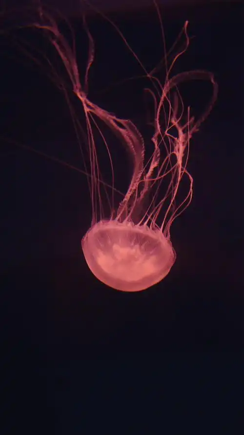 水母图片摄影手机壁纸