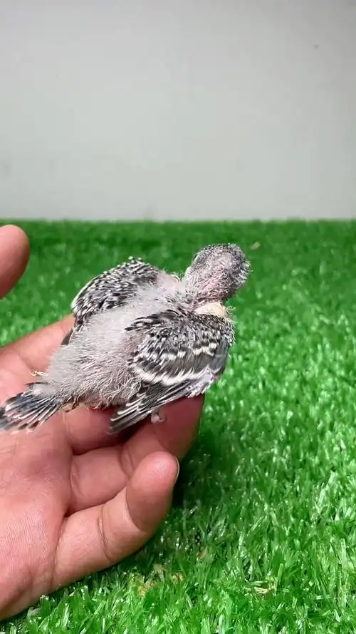 零天手养虎皮鹦鹉幼崽