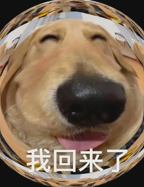 我回来了 - 可爱修狗表情包!老婆我爱你!老婆开门!表情