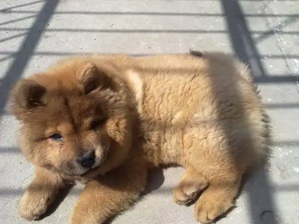 请问这只小松狮是串串么?将近3个月大,头还不是大的不太明显.