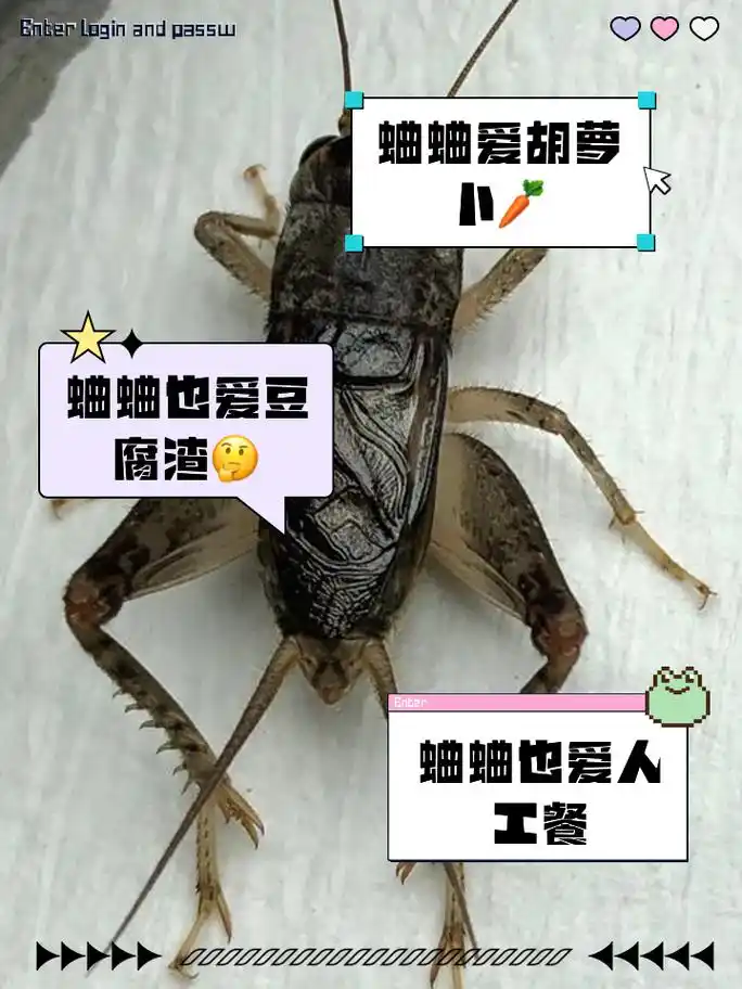 蛐蛐吃什么食物