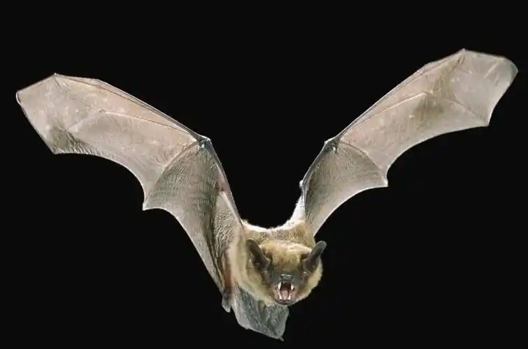 和猫科动物,而且蝙蝠还有个天敌就是人类,如关岛大蝙蝠就是因为当地人