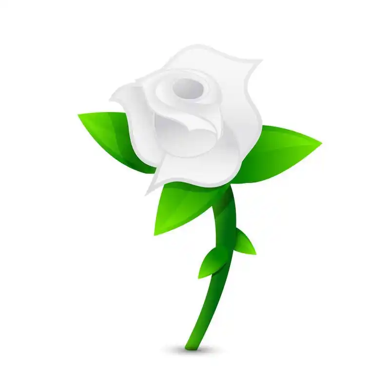 白玫瑰插画设计,在白色背景的白色玫瑰插画设计