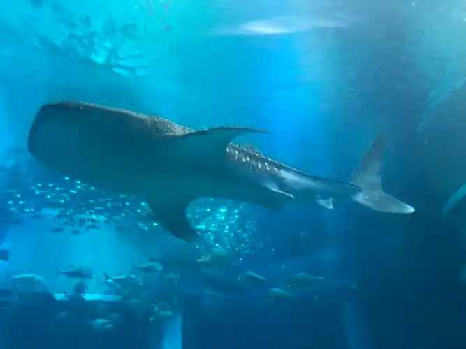 大阪海游馆—亚洲最大的室内水族馆,里面有鲸鱼哟!
