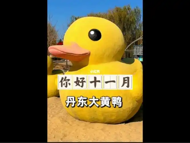 你好十一月丹东大黄鸭