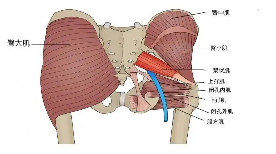 梨状肌,股方肌,闭孔内肌,上孖肌,下孖肌,闭孔外肌,为人体骨盆-髋关节