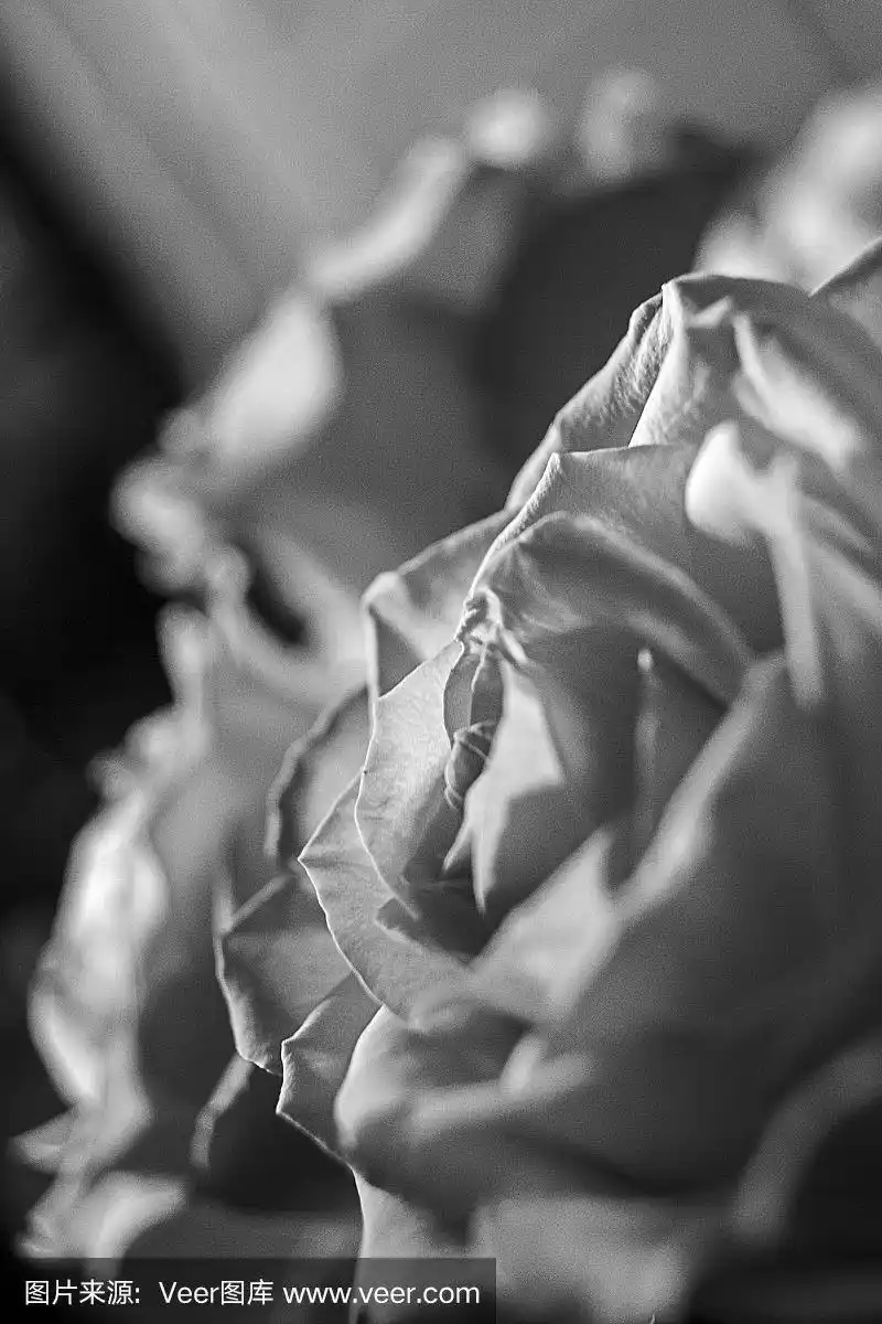 黑白相间的白玫瑰