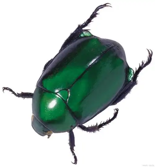 玫瑰金龟子(rose chafer)是一种小型的甲虫,它因为喜欢在玫瑰花上采食