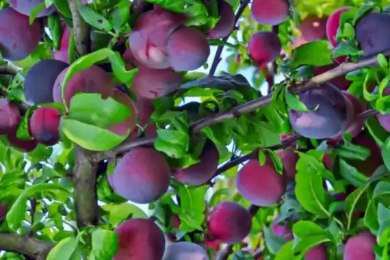 十种比较矮的果树 矮小的果树有哪些