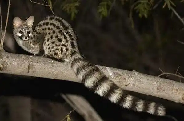 江津区就一起非法捕杀小灵猫案件开展生态环境损害赔偿