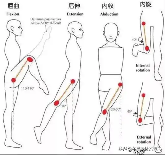 我们髋关节活动度有6个方向,分别是前屈,后伸,外展,内收,内旋,外旋.