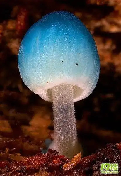 传说吃下眼睛可以变成蓝色 罕见的炫蓝蘑菇