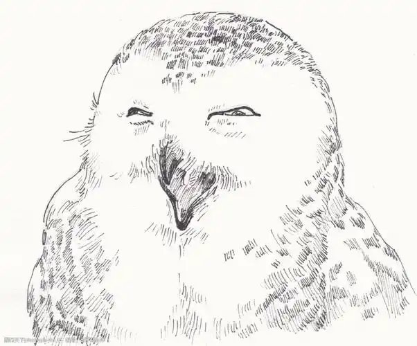 钢笔手绘雪鸮笑颜