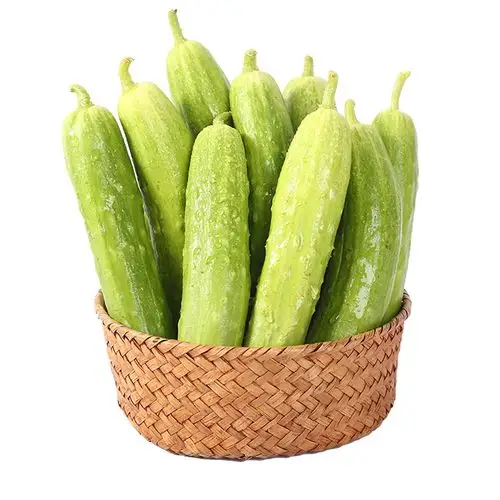 顺丰海阳白玉黄瓜新鲜现摘脆嫩水果小黄瓜青瓜当季蔬菜5斤旱黄瓜