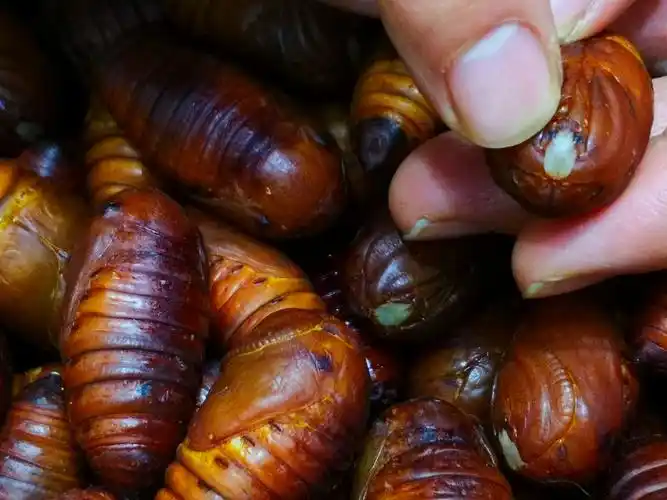 过年买蚕蛹,选"黑的"还是"黄的"?差别大,弄懂再买不被忽悠