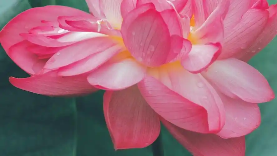 电脑壁纸 花卉 植物 端庄秀丽的荷花