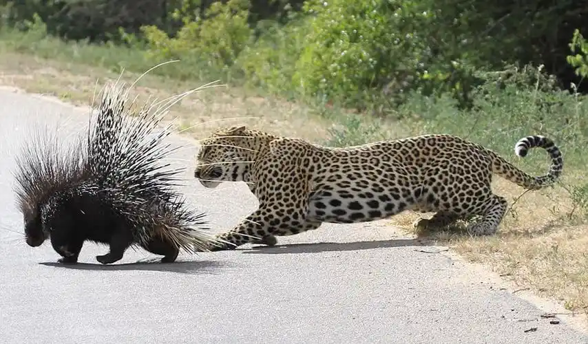 南非克鲁格国家公园花豹捕食豪猪