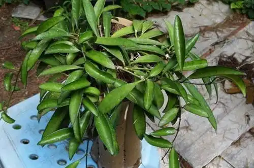 球兰的修剪方法和注意事项了解一下