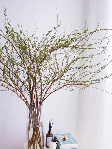 遇水开花的干枝花